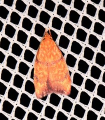Pycnozancla acribes