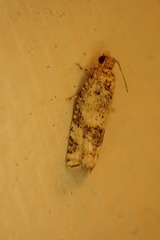 Lobesia xylistis