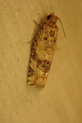 Lobesia xylistis
