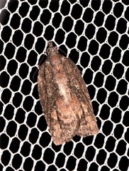 Thrincophora