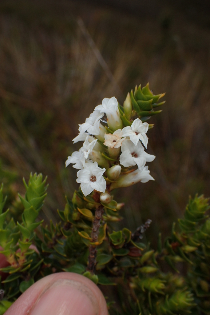 Epacris heteronema
