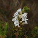 Epacris heteronema - Photo (c) Annabel Carle, some rights reserved (CC BY-NC), uploaded by Annabel Carle