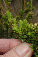 Epacris heteronema