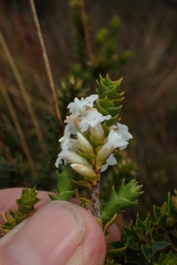 Epacris heteronema