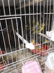 Crithagra mozambica
