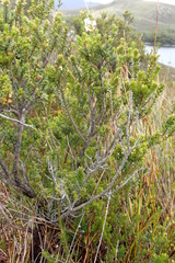 Epacris heteronema