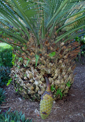 Encephalartos whitelockii