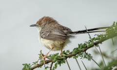 Prinia rufifrons