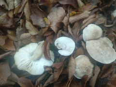 Tricholoma scalpturatum