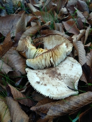 Tricholoma scalpturatum
