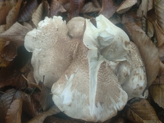 Tricholoma scalpturatum