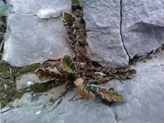 Asplenium ceterach ceterach