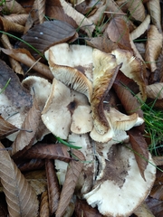 Tricholoma scalpturatum