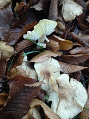 Tricholoma scalpturatum