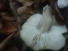 Tricholoma scalpturatum