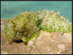 Dolabrifera dolabrifera