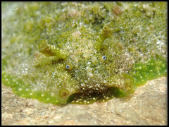 Dolabrifera dolabrifera