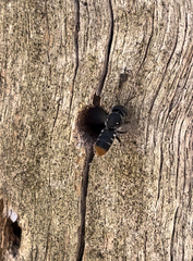 Megachile oblonga