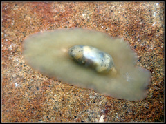 Leptoplanoidea