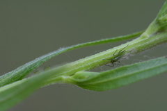 Uroleucon erigeronense