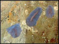 Leptoplanoidea