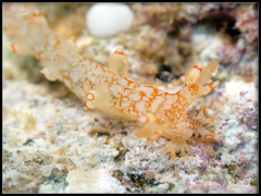 Bornella stellifera