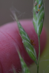 Bromus lepidus
