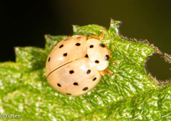 Harmonia sedecimnotata