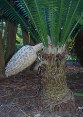 Dioon spinulosum