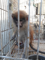 Erythrocebus