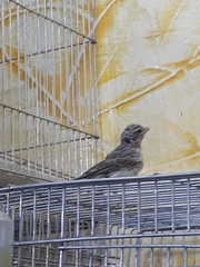 Crithagra leucopygia