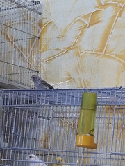 Crithagra leucopygia