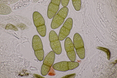 Pleomassaria carpini