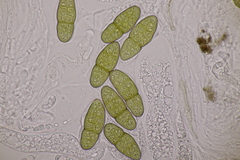 Pleomassaria carpini
