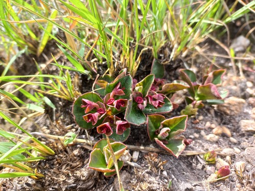 Euphorbia mafingensis