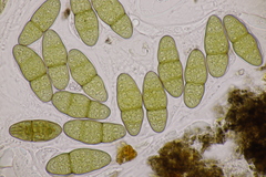 Pleomassaria carpini
