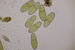 Pleomassaria carpini
