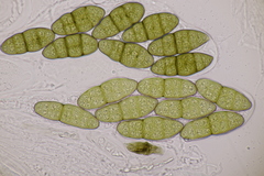 Pleomassaria carpini