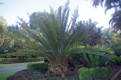 Encephalartos whitelockii