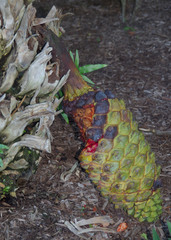 Encephalartos whitelockii
