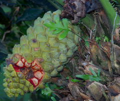 Encephalartos whitelockii