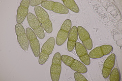 Pleomassaria carpini