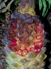Encephalartos whitelockii