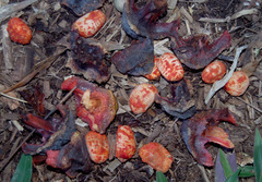 Encephalartos whitelockii