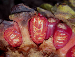 Encephalartos whitelockii