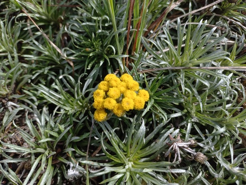 Helichrysum tillandsiifolium
