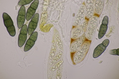 Pleomassaria carpini