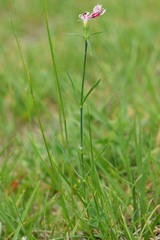 Dianthus chinensis