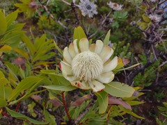 Protea angolensis var. divaricata image