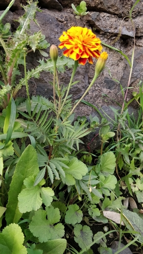 Tagetes patula image